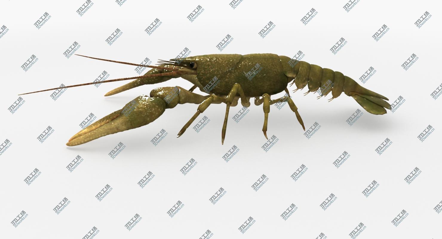 images/goods_img/2021040231/Crayfish (Animated)/2.jpg